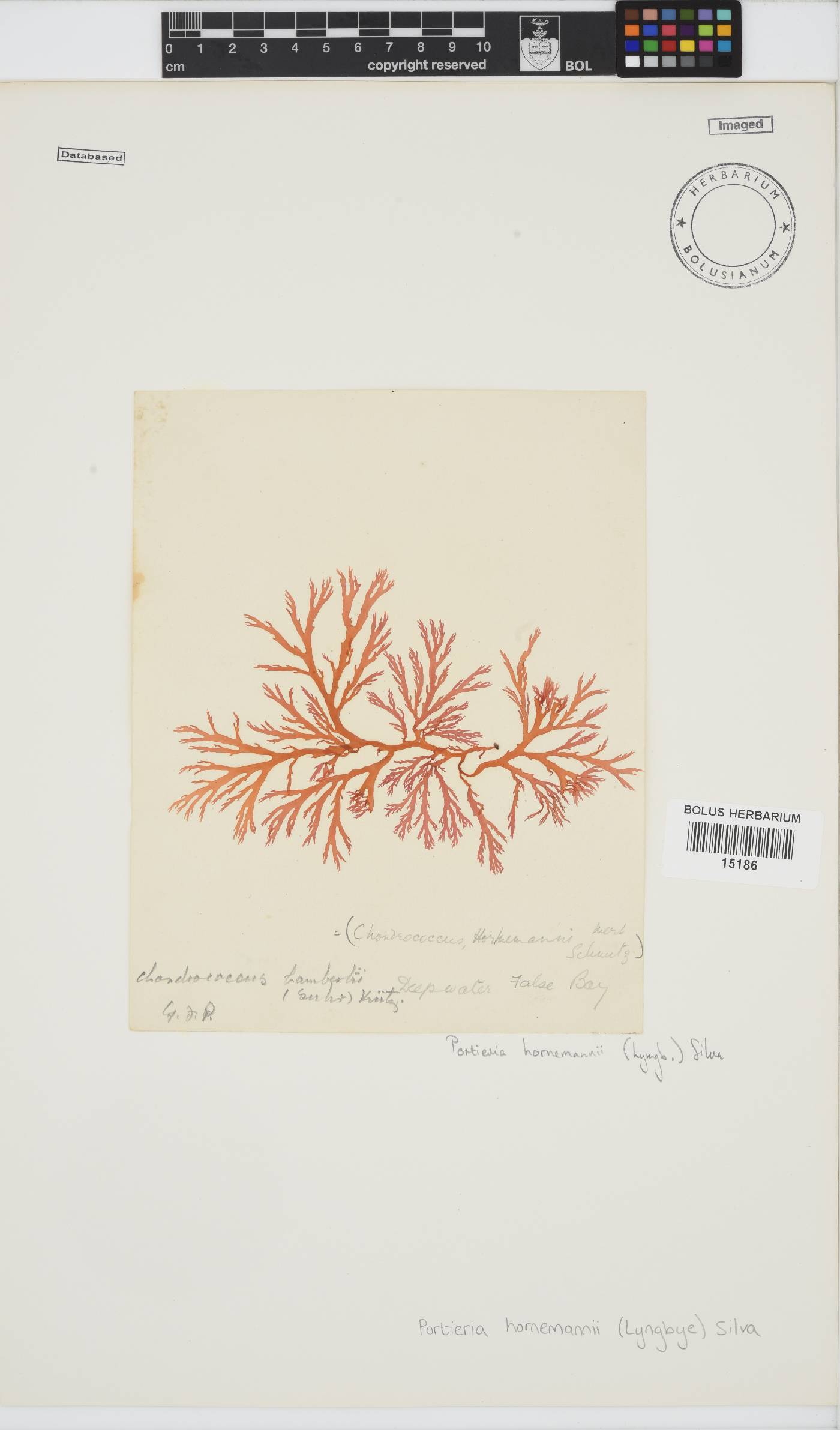 Portieria hornemannii image