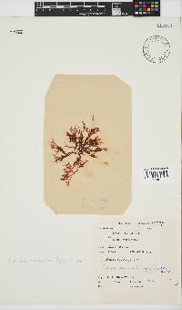 Portieria hornemannii image