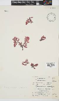 Portieria hornemannii image