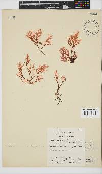 Portieria hornemannii image