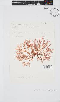 Portieria hornemannii image