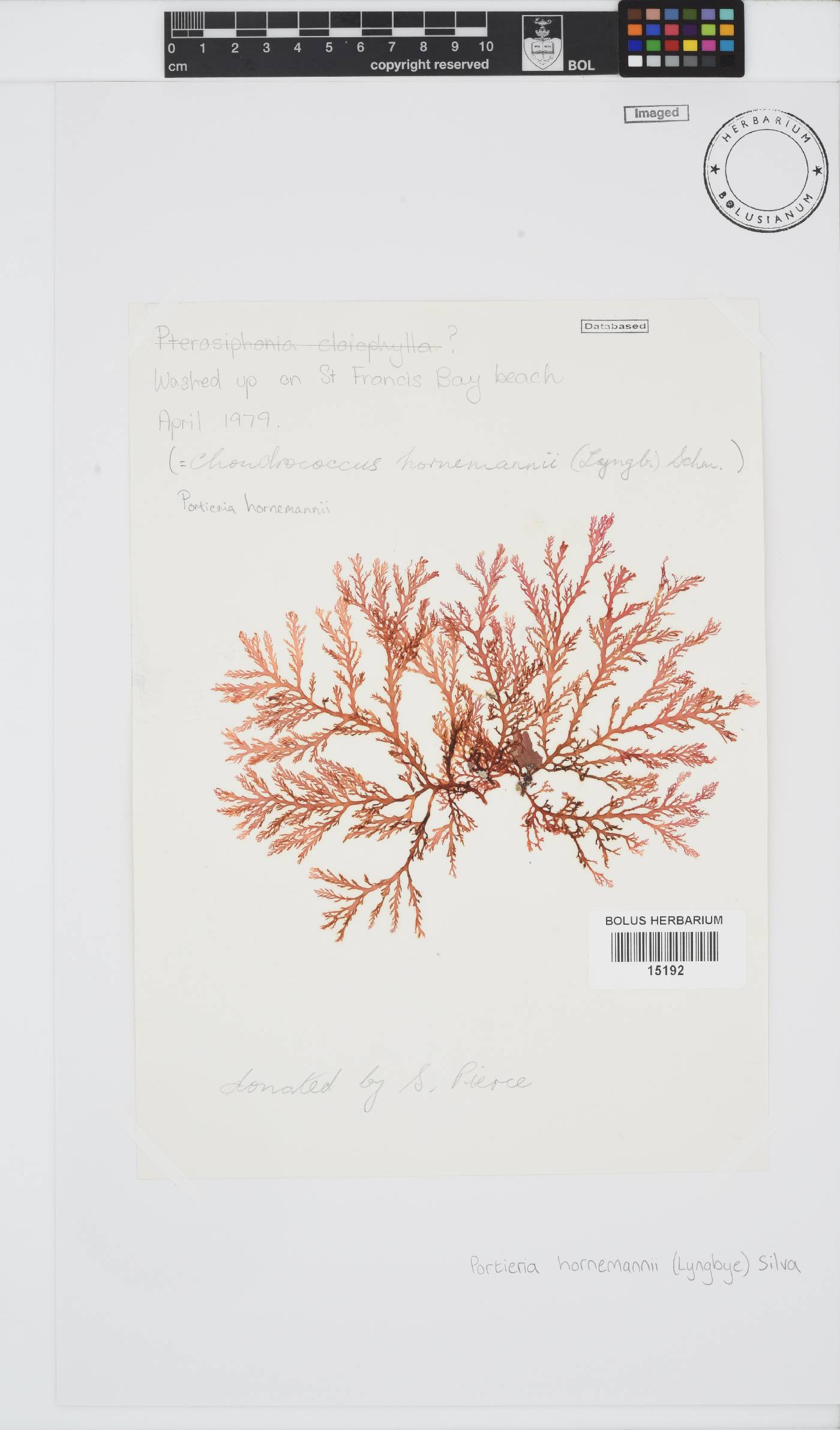 Portieria hornemannii image