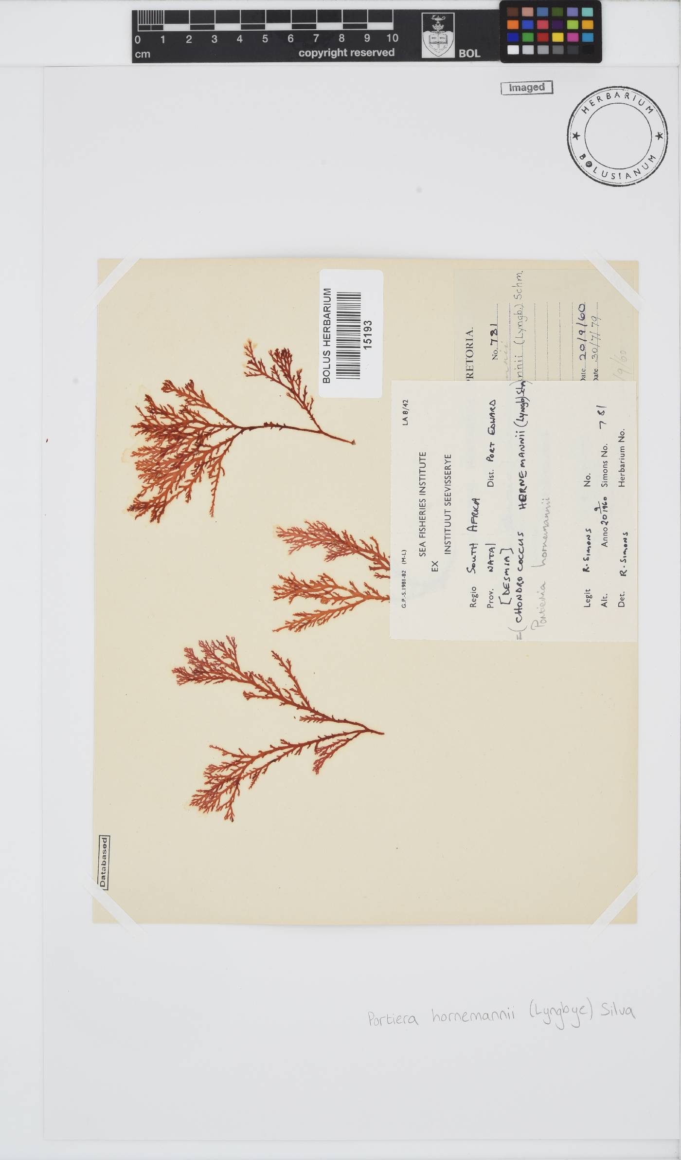 Portieria hornemannii image