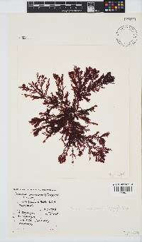 Portieria hornemannii image