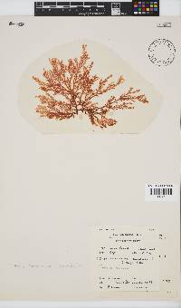 Portieria hornemannii image
