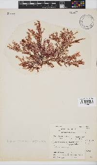 Portieria hornemannii image