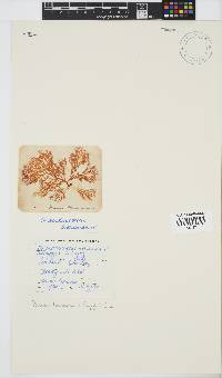 Portieria hornemannii image