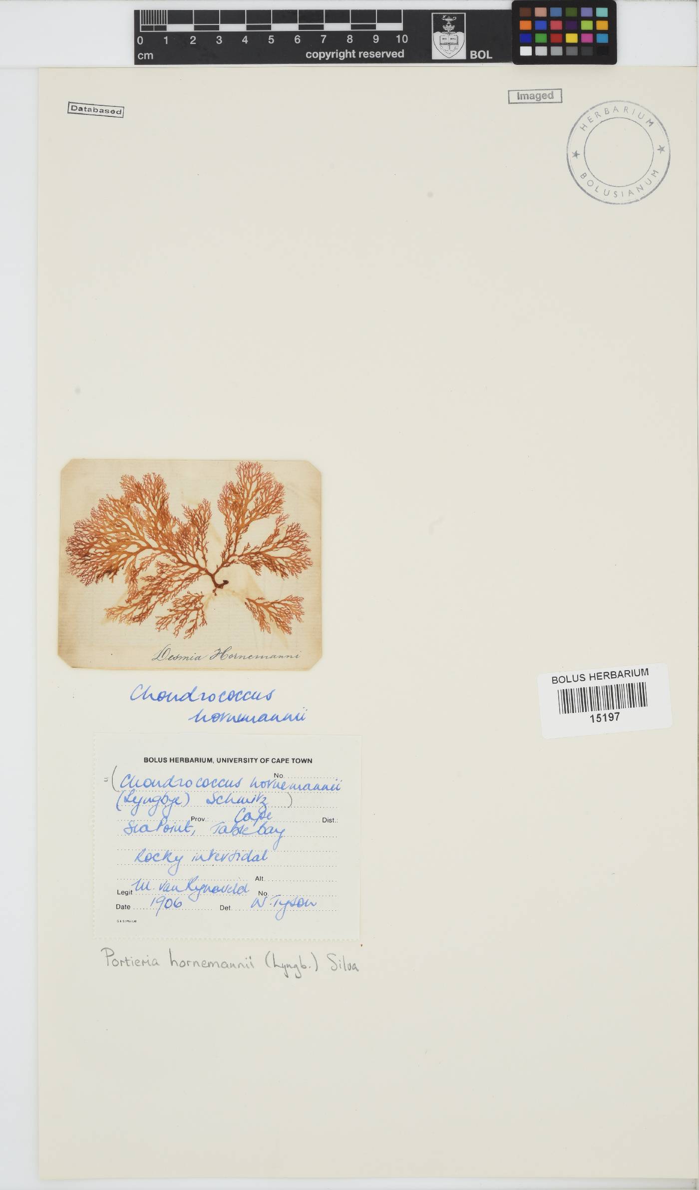 Portieria hornemannii image