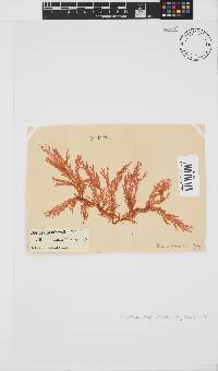 Portieria hornemannii image