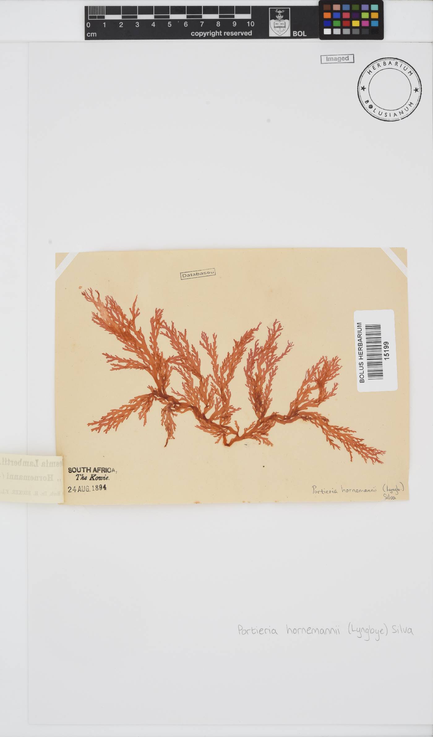 Portieria hornemannii image