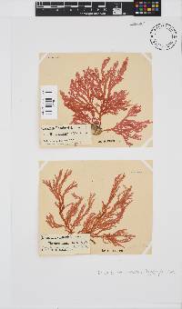 Portieria hornemannii image