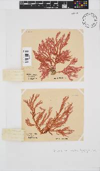 Portieria hornemannii image