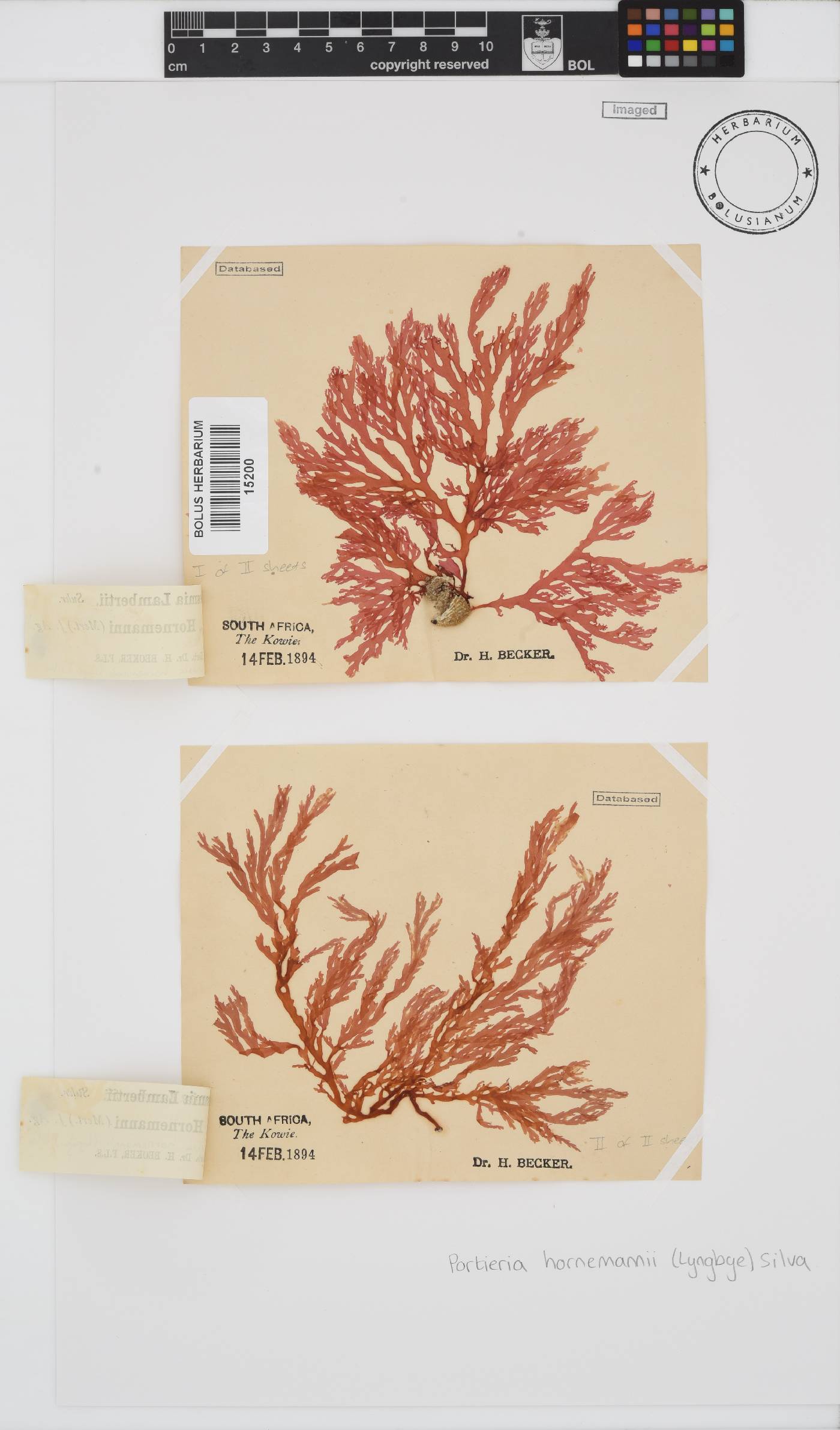Portieria hornemannii image