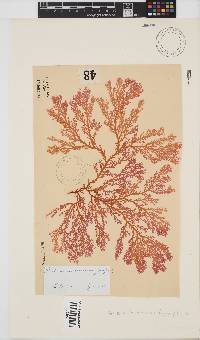 Portieria hornemannii image