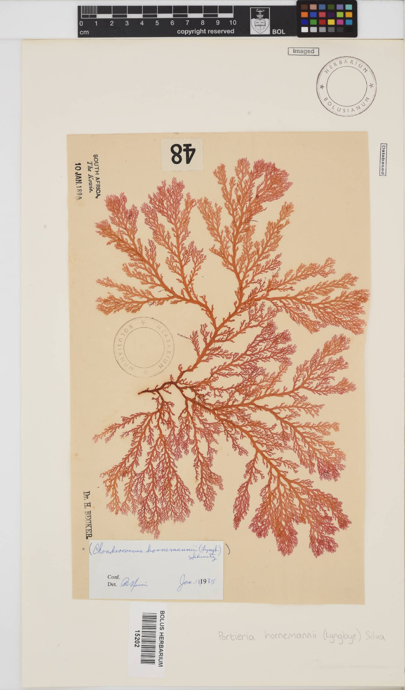 Portieria hornemannii image