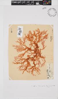 Portieria hornemannii image