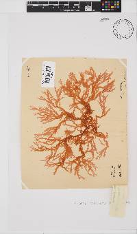 Portieria hornemannii image