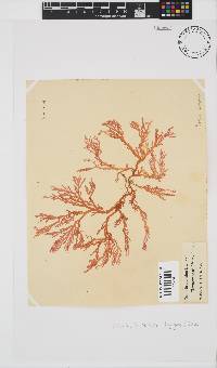 Portieria hornemannii image