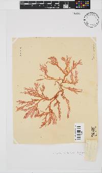 Portieria hornemannii image