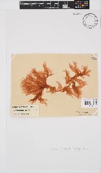Portieria hornemannii image