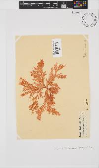 Portieria hornemannii image