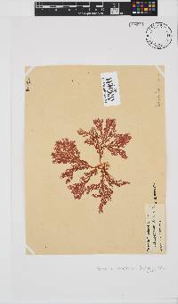 Portieria hornemannii image