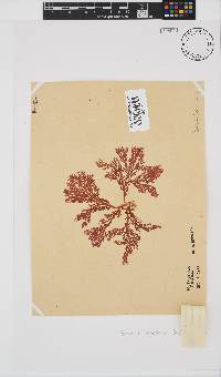 Portieria hornemannii image