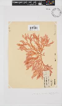 Portieria hornemannii image