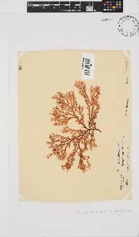 Portieria hornemannii image
