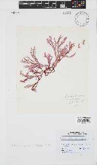 Portieria hornemannii image