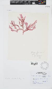 Portieria hornemannii image