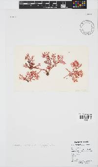 Portieria hornemannii image