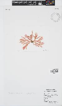 Portieria hornemannii image