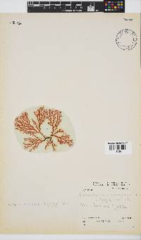 Portieria hornemannii image
