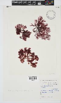Portieria hornemannii image