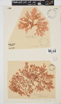 Portieria hornemannii image