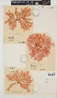 Portieria hornemannii image