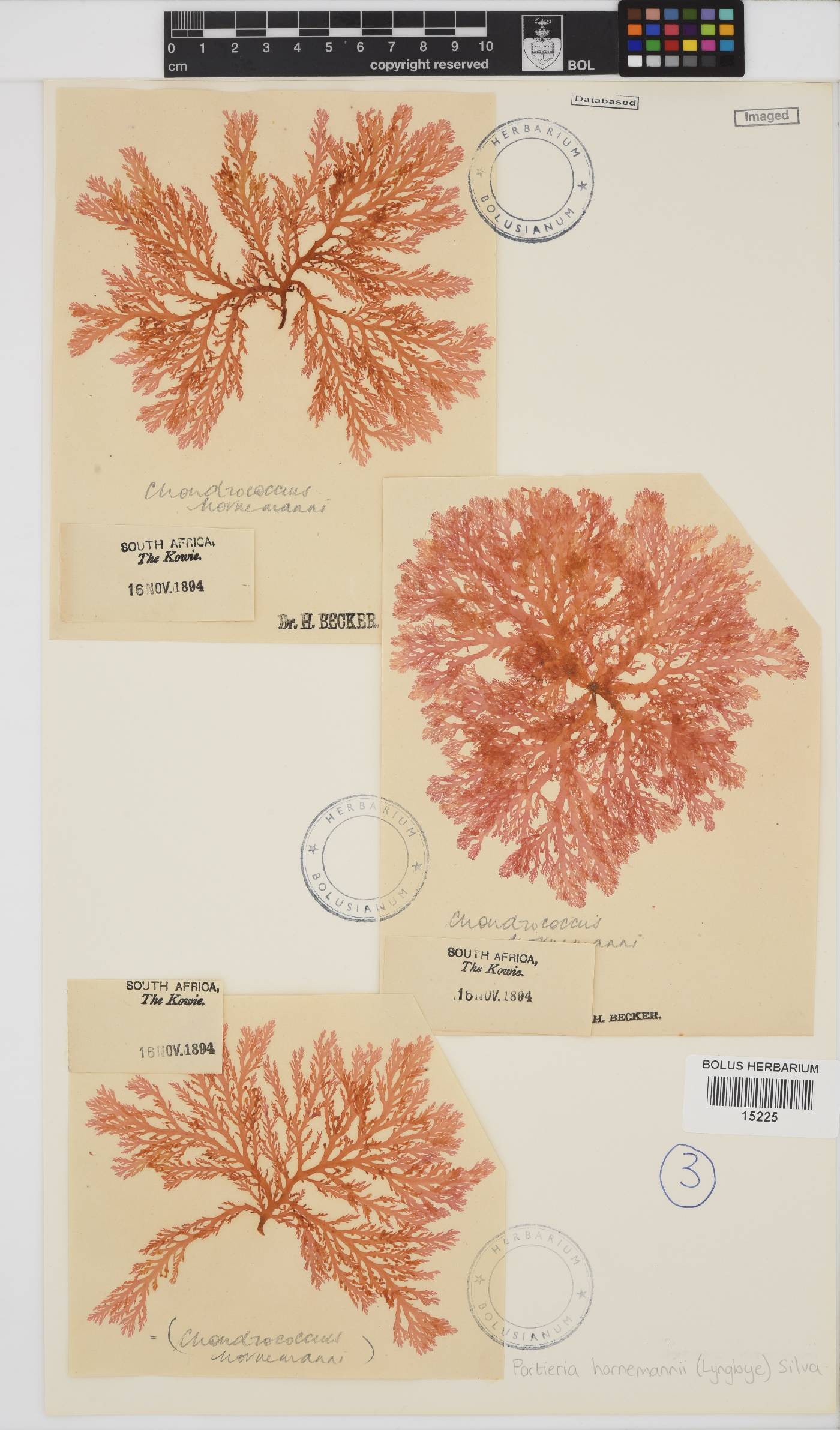 Portieria hornemannii image