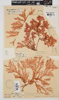 Portieria hornemannii image