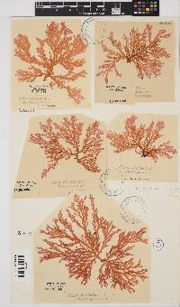 Portieria hornemannii image