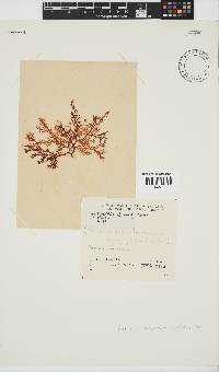 Portieria hornemannii image