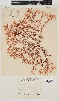 Portieria hornemannii image