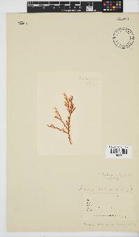 Portieria hornemannii image