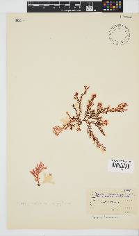 Portieria hornemannii image