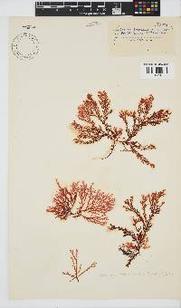 Portieria hornemannii image