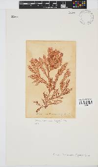 Portieria hornemannii image