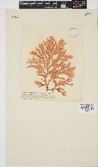 Portieria hornemannii image