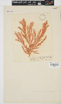 Portieria hornemannii image