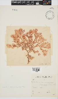 Portieria hornemannii image
