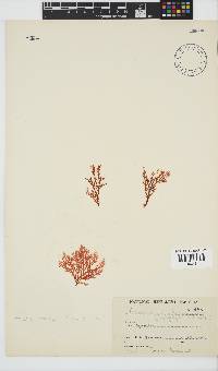 Portieria hornemannii image